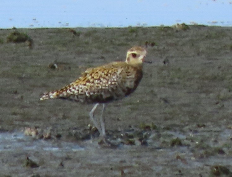 Pacific Golden-Plover - ML639089245