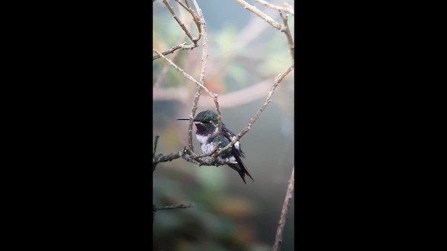 White-bellied Woodstar - ML639089254