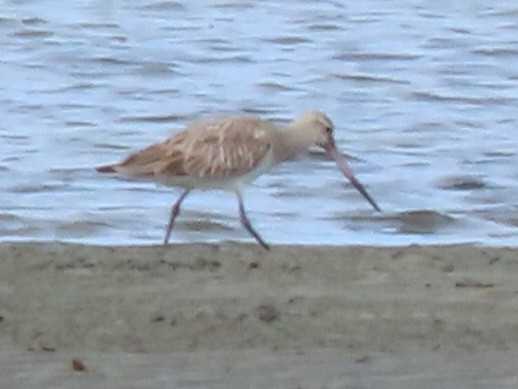 Bar-tailed Godwit - ML639089255