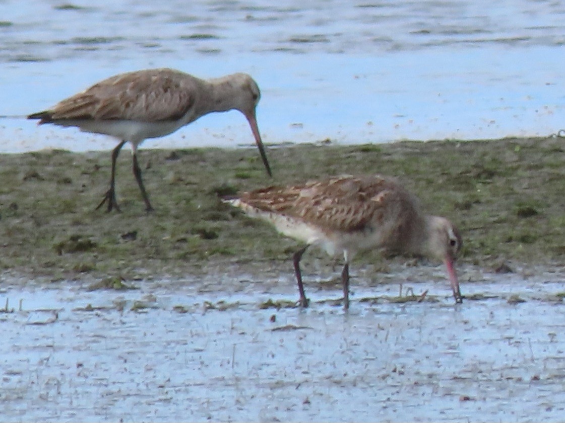 Bar-tailed Godwit - ML639089256