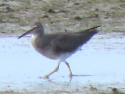 Wandering Tattler - ML639089274