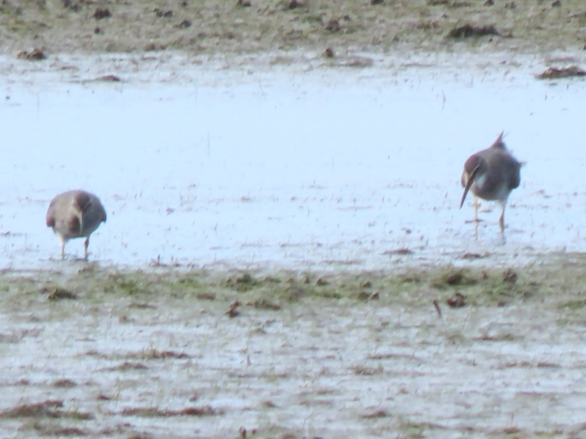 Wandering Tattler - ML639089275
