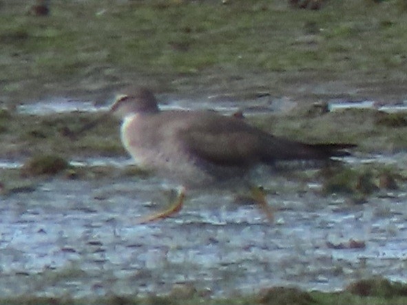 Wandering Tattler - ML639089276