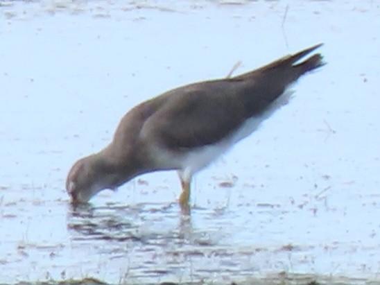Wandering Tattler - ML639089277