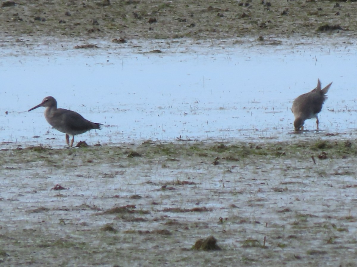 Wandering Tattler - ML639089278