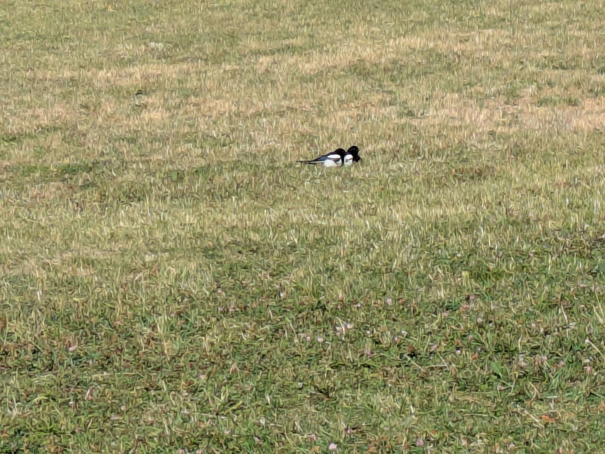 Eurasian Magpie - ML639089280