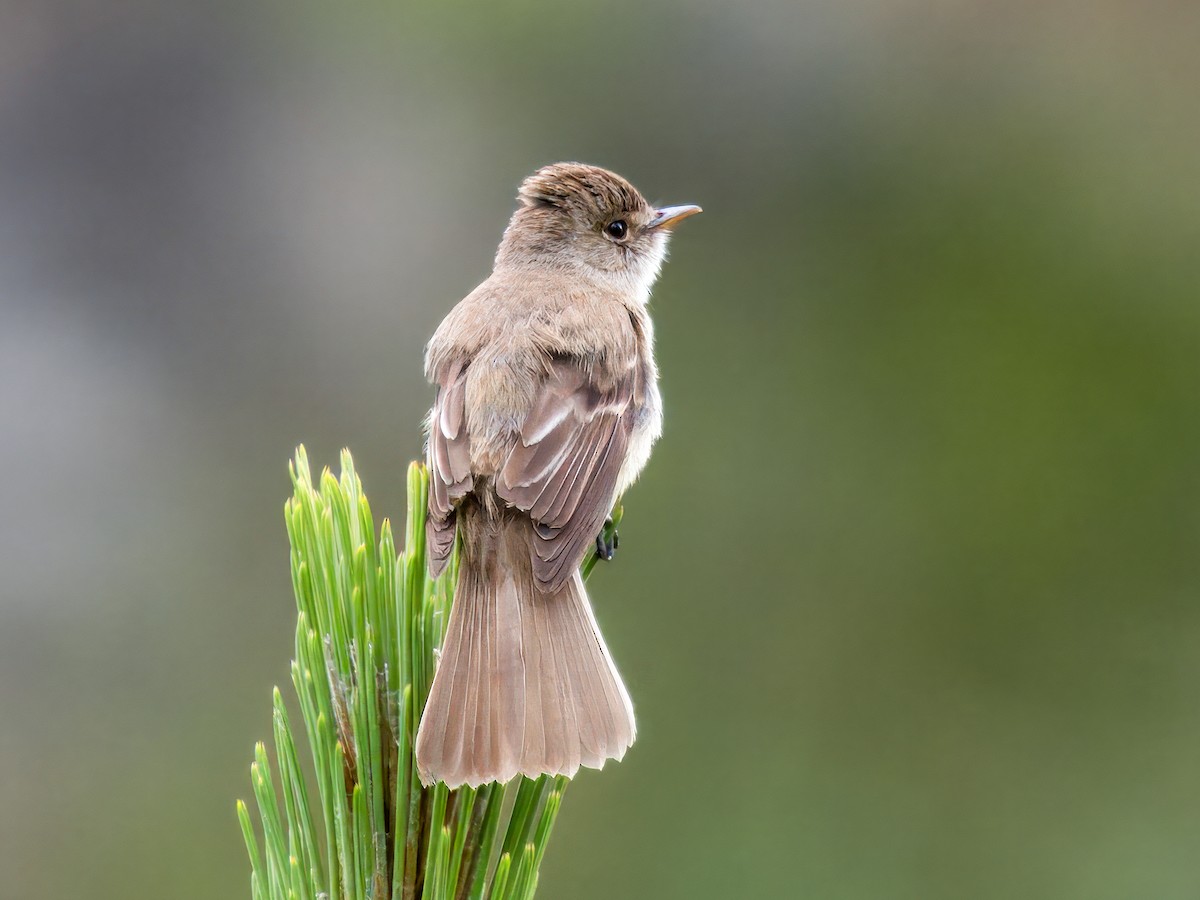 White-throated Flycatcher - ML639089286