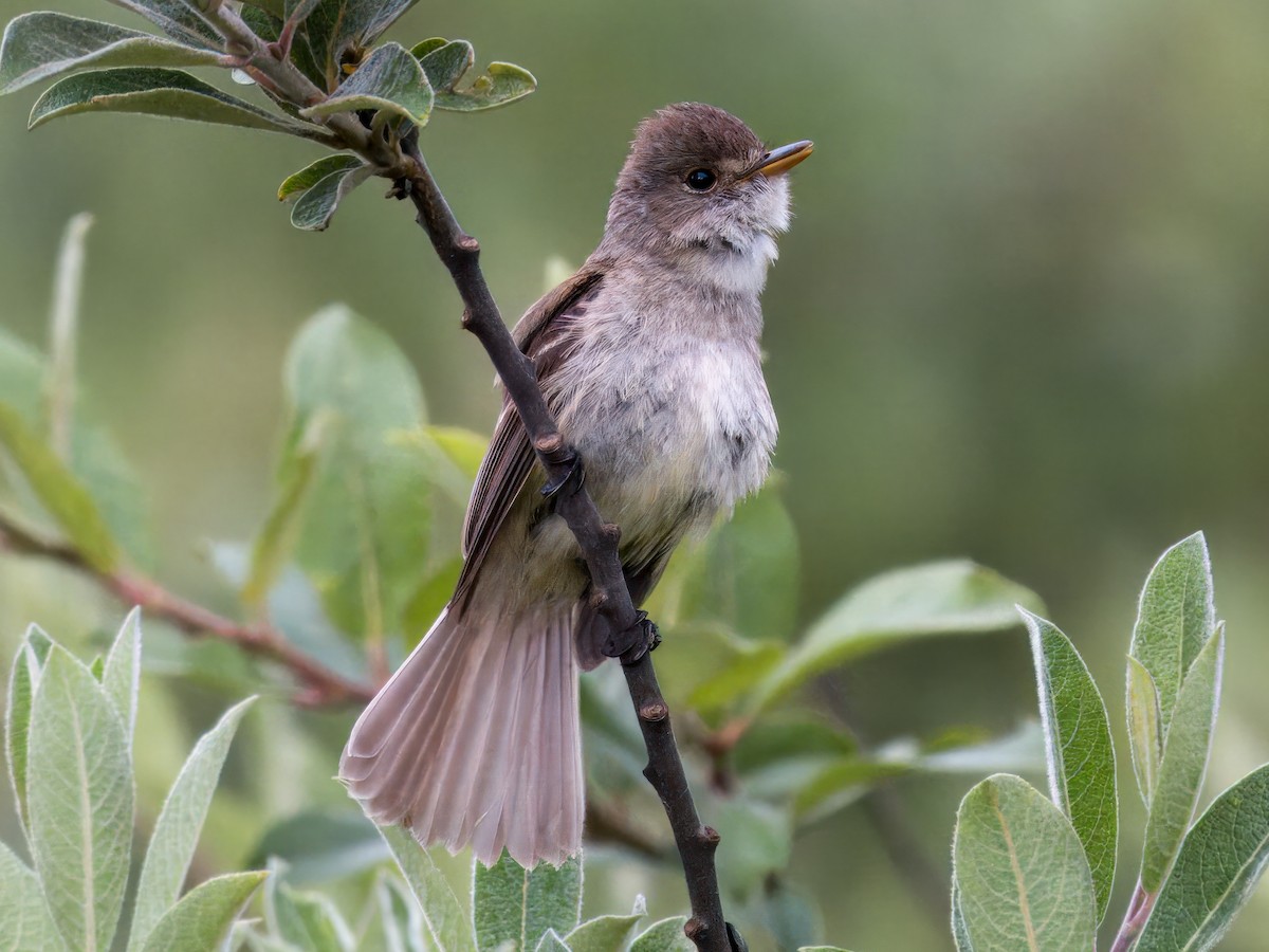 White-throated Flycatcher - ML639089287
