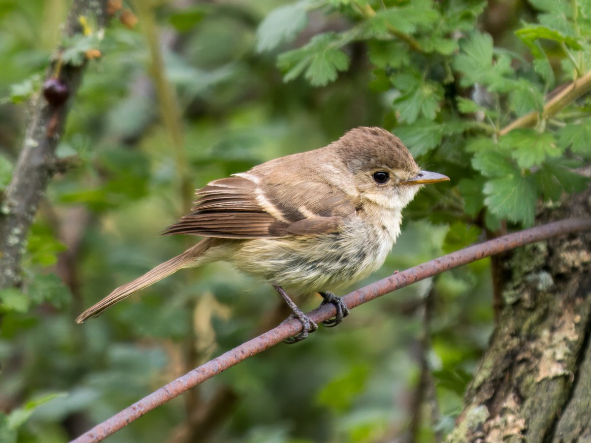 White-throated Flycatcher - ML639089288
