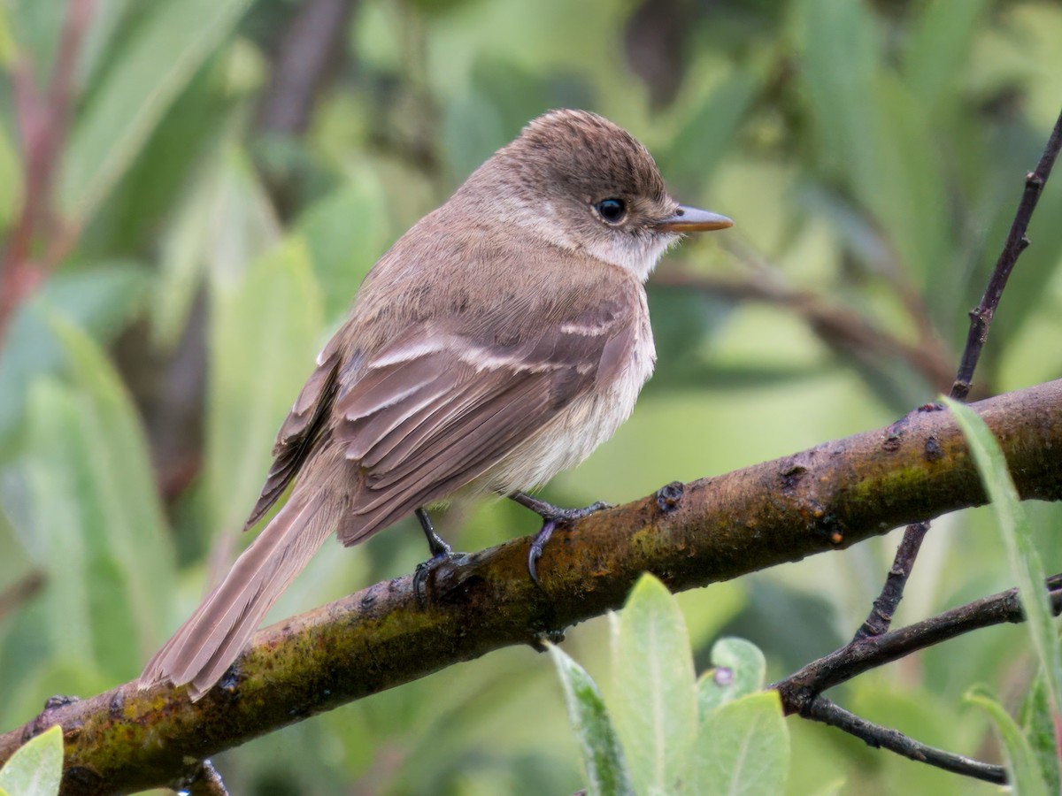 White-throated Flycatcher - ML639089289