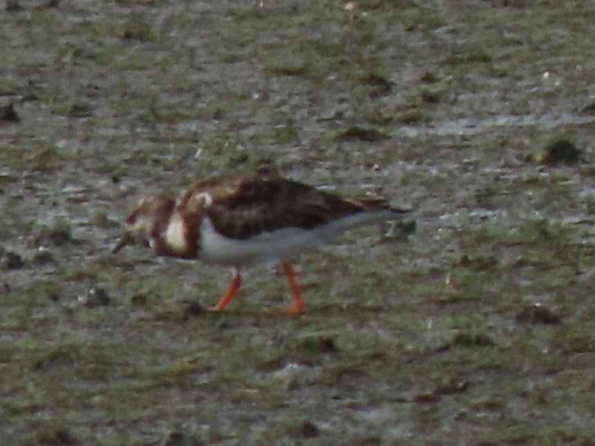 Ruddy Turnstone - ML639089292