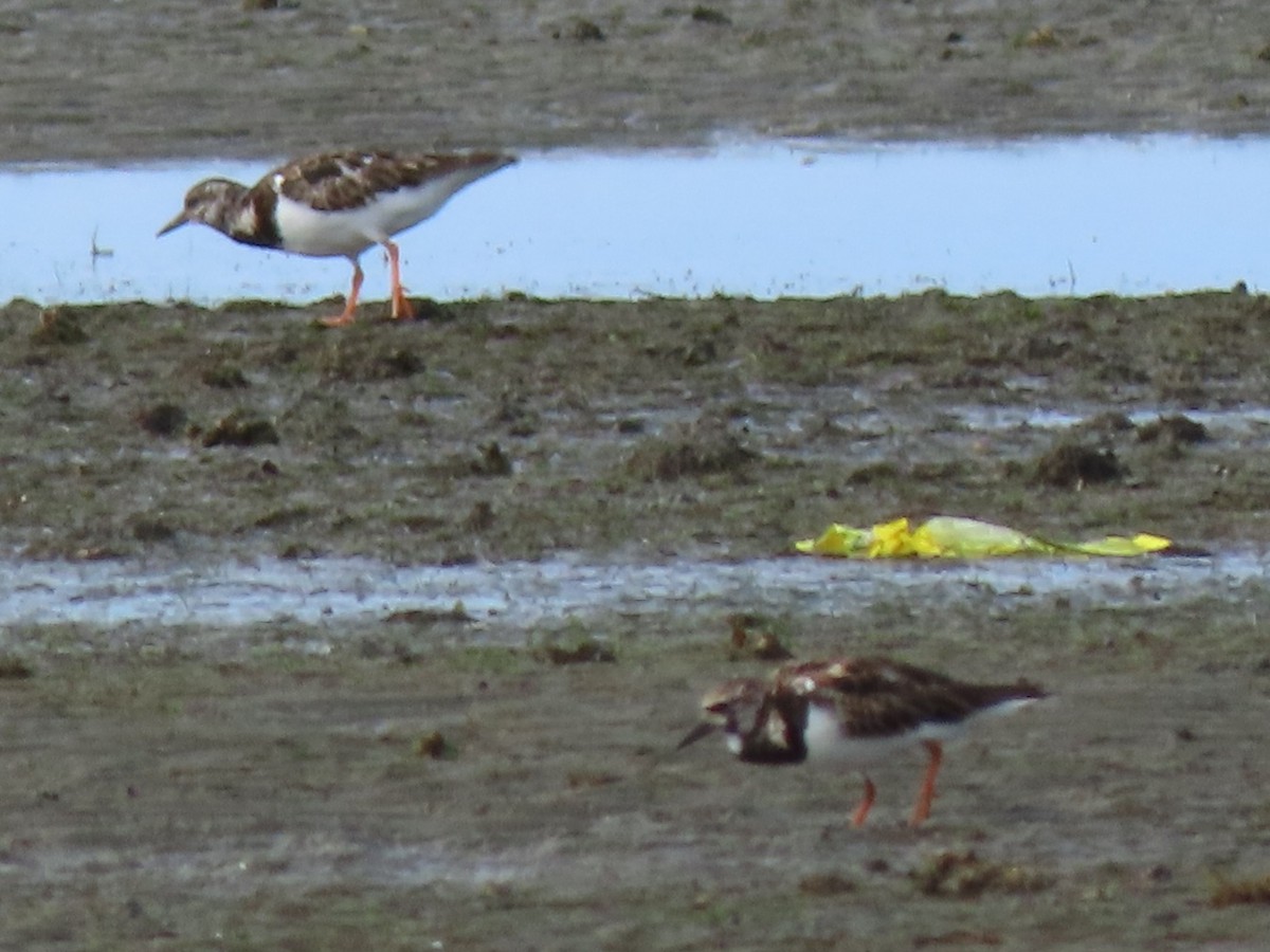 Ruddy Turnstone - ML639089293
