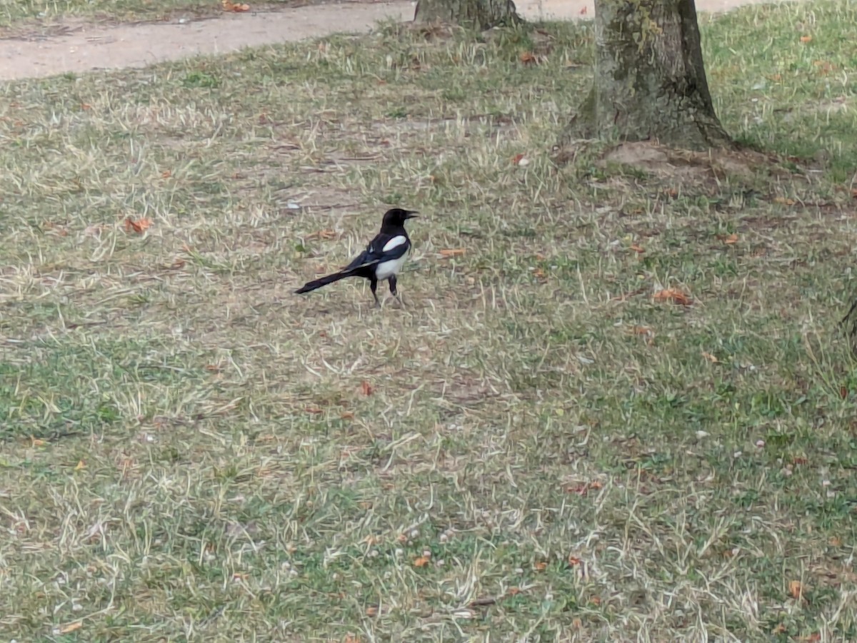 Eurasian Magpie - ML639089294