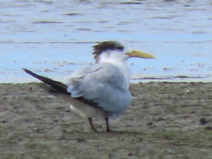 Great Crested Tern - ML639089295