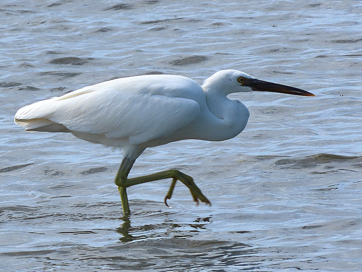 Pacific Reef-Heron - ML639089301