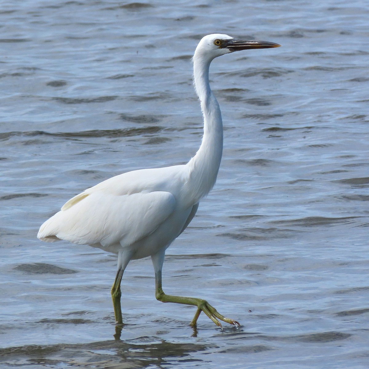 Pacific Reef-Heron - ML639089304