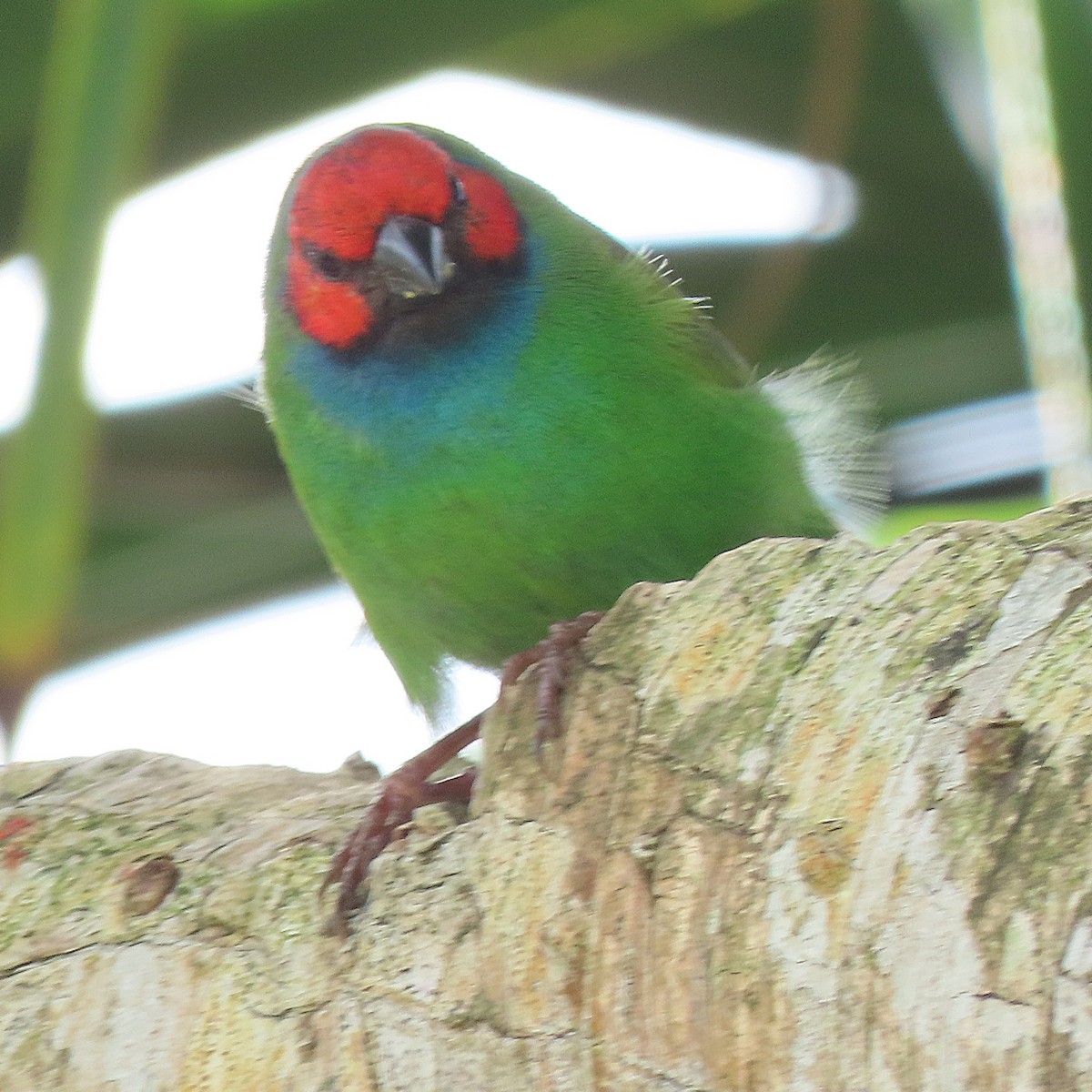 Fiji Parrotfinch - ML639089319