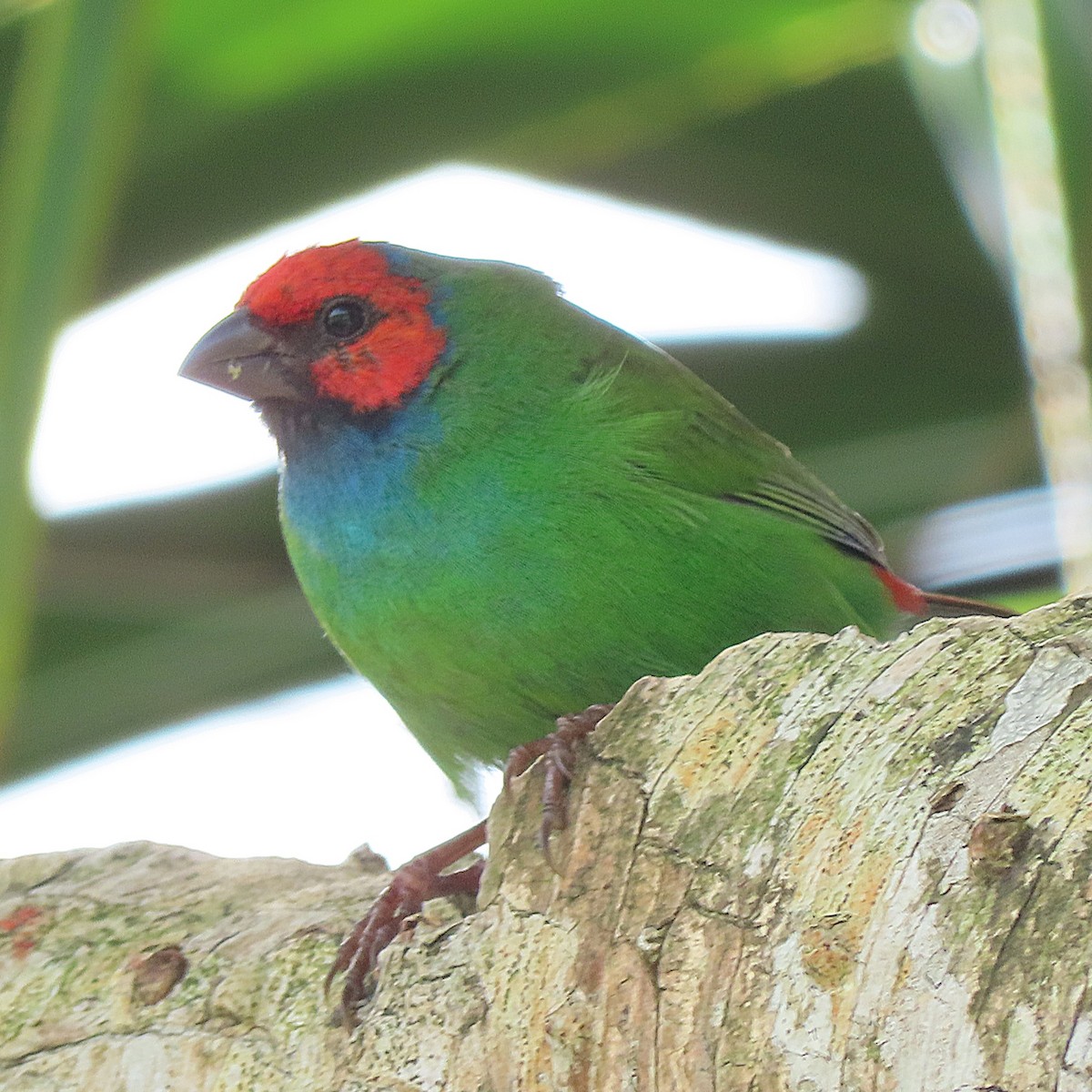 Fiji Parrotfinch - ML639089320