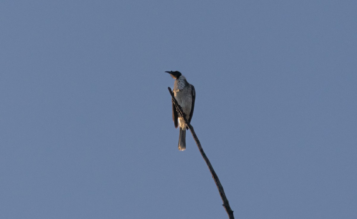 Noisy Friarbird - ML639089322