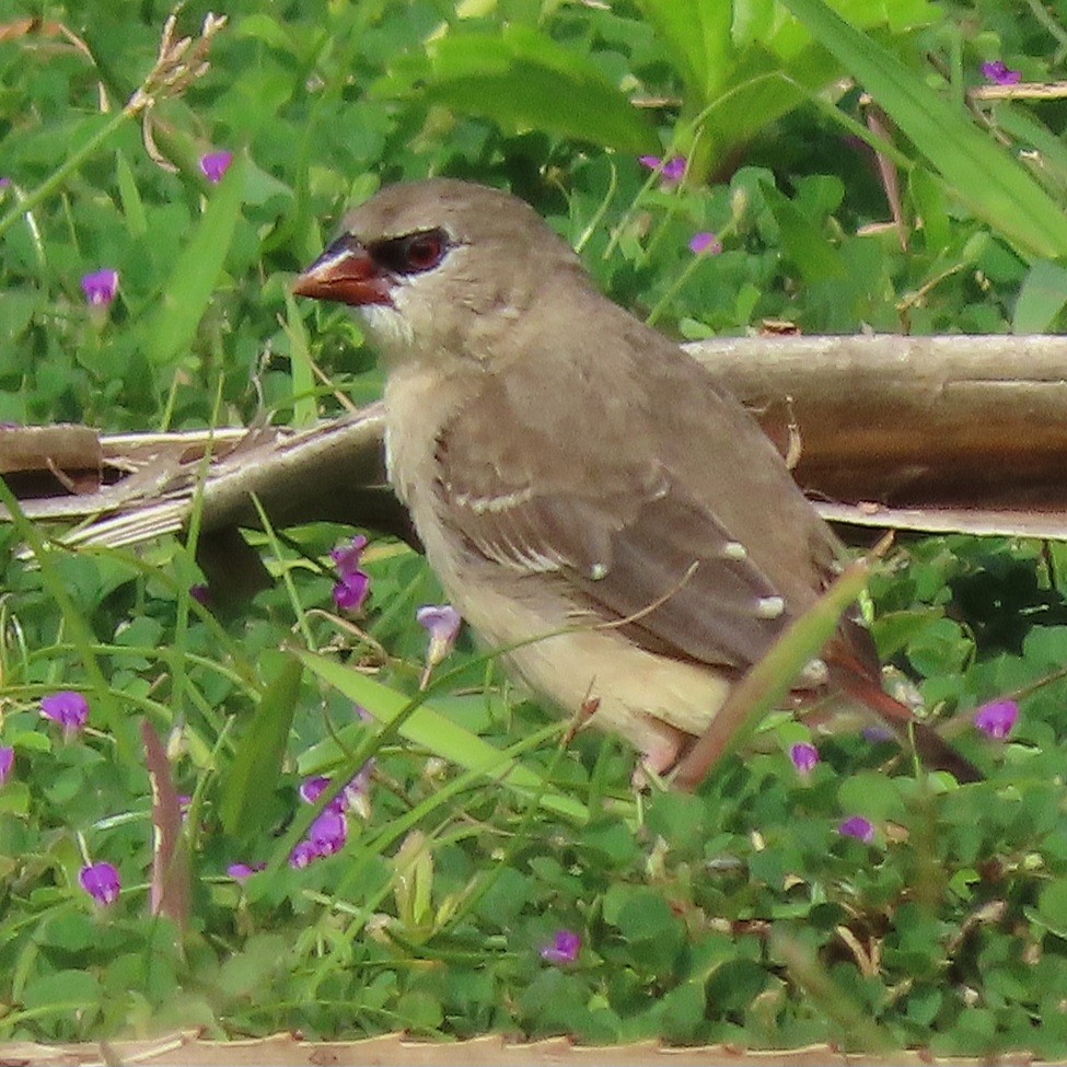 Bengali rouge - ML639089340