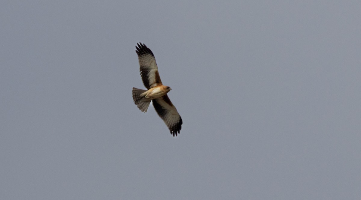 Little Eagle - ML639089427