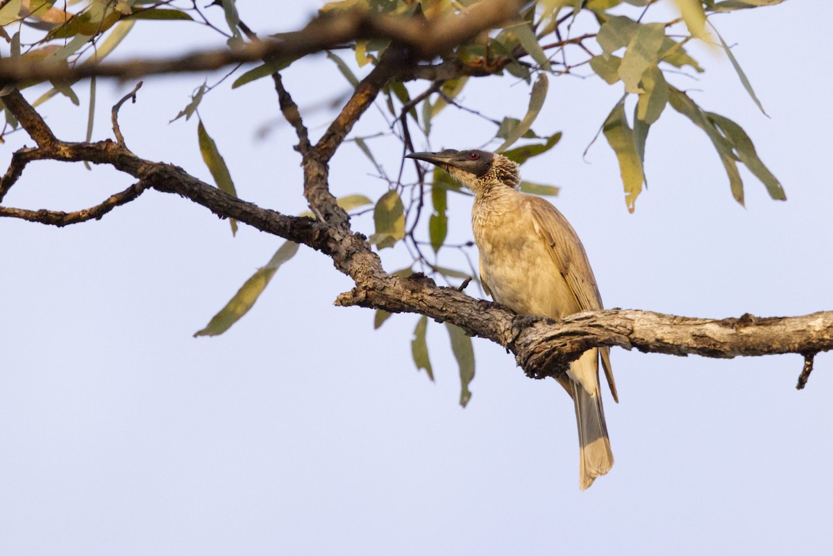 Silver-crowned Friarbird - ML639089476