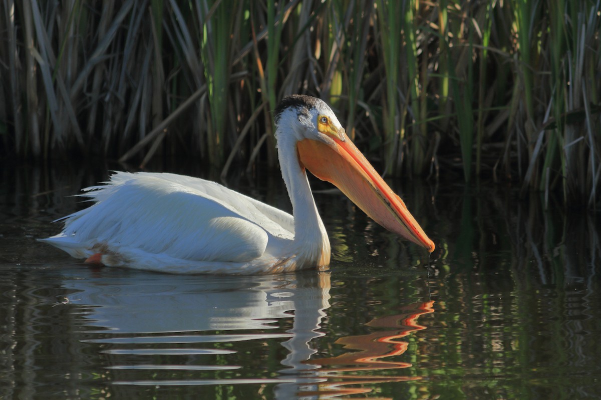 American White Pelican - ML639089496