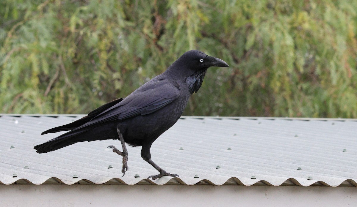 Australian Raven - ML639089563