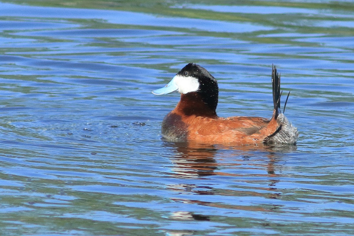 Ruddy Duck - ML639089576