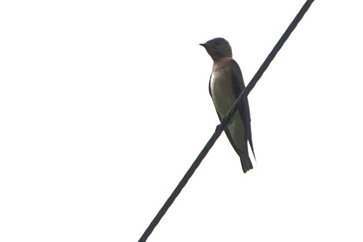 Southern Rough-winged Swallow - ML639089604