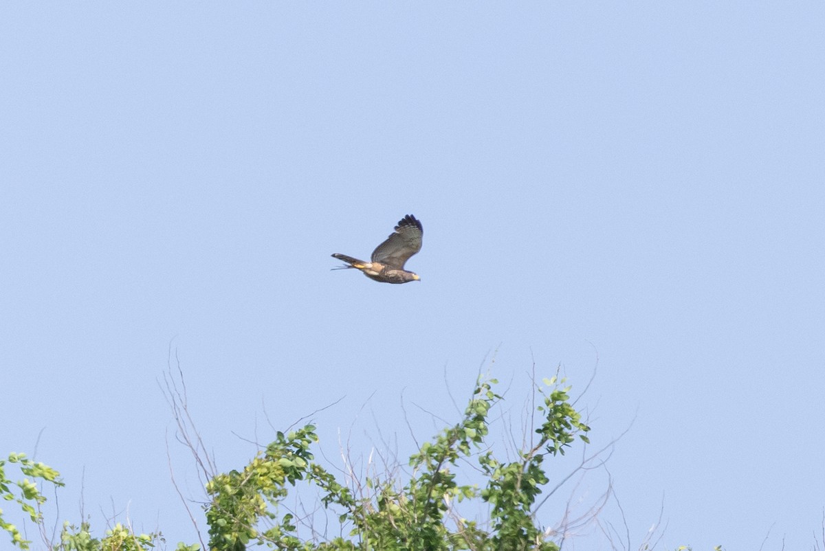 Roadside Hawk - ML639089611