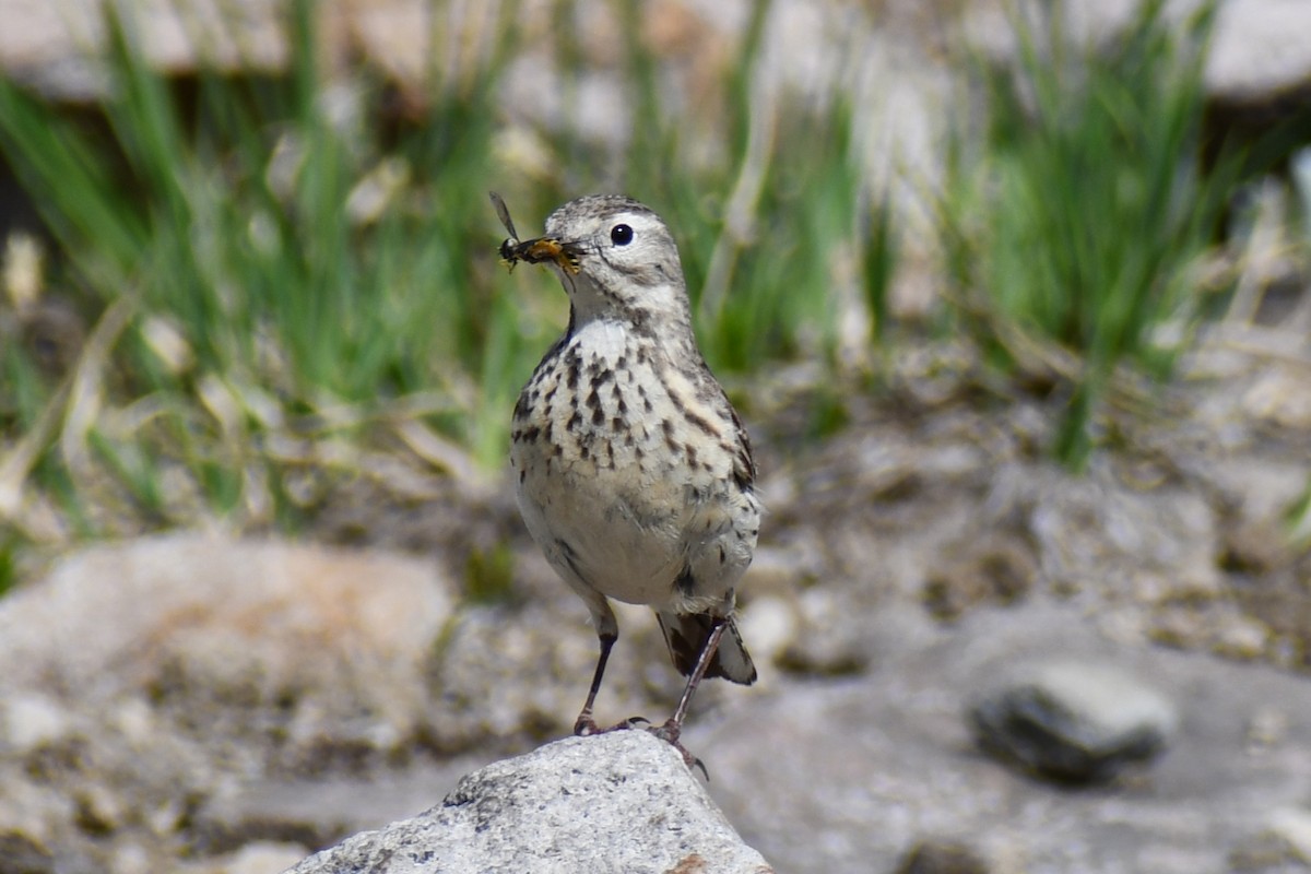 kanadapiplerke - ML639089627