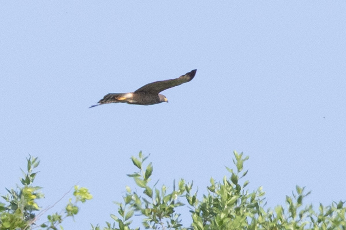 Roadside Hawk - ML639089628