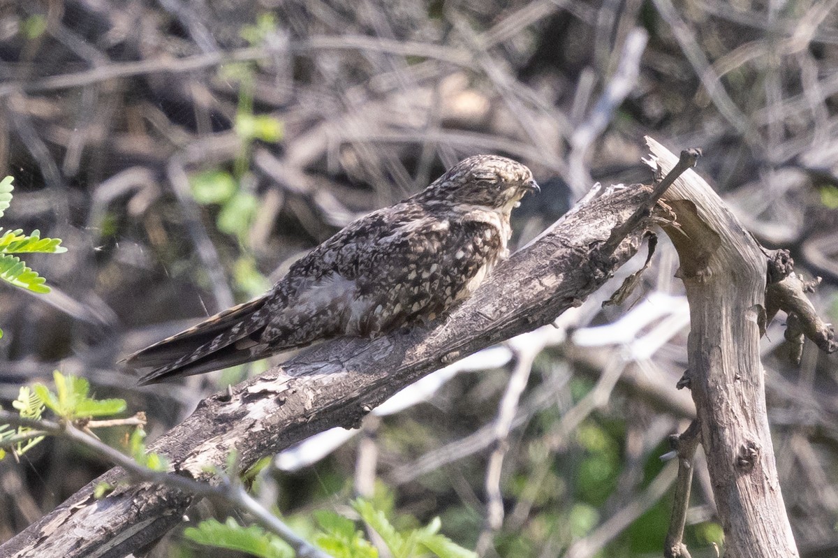 Lesser Nighthawk - ML639089634