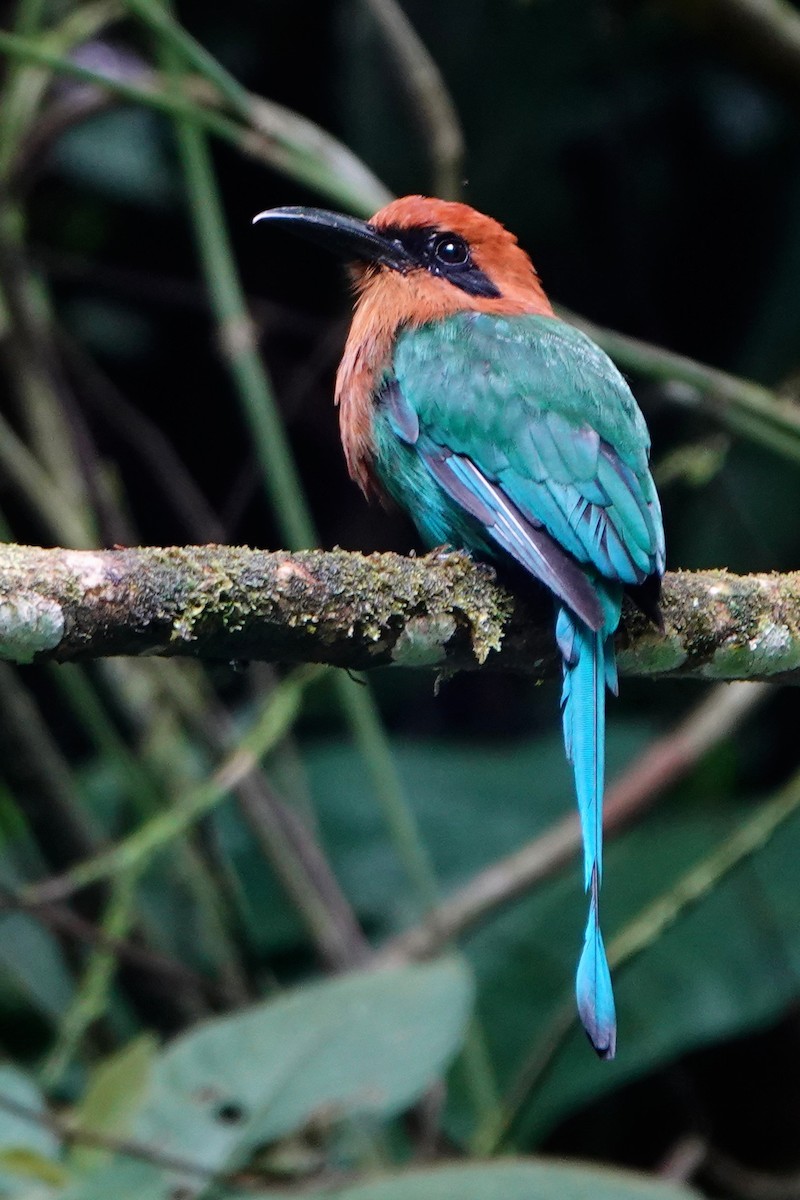Broad-billed Motmot - ML639089648