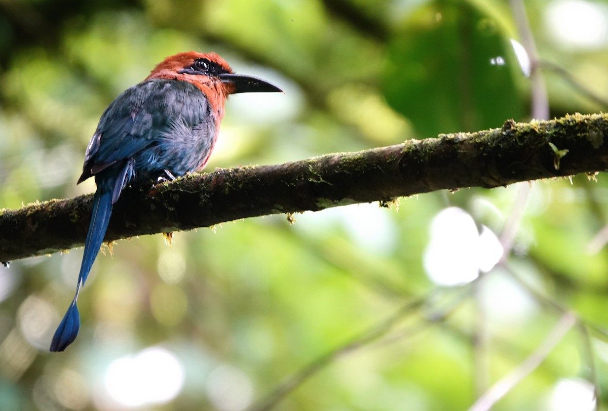 Broad-billed Motmot - ML639089649