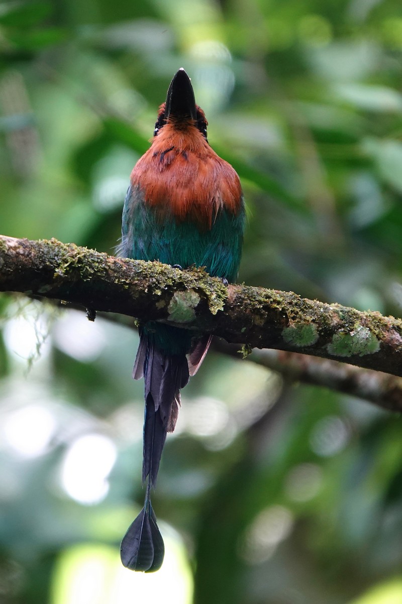 Broad-billed Motmot - ML639089650