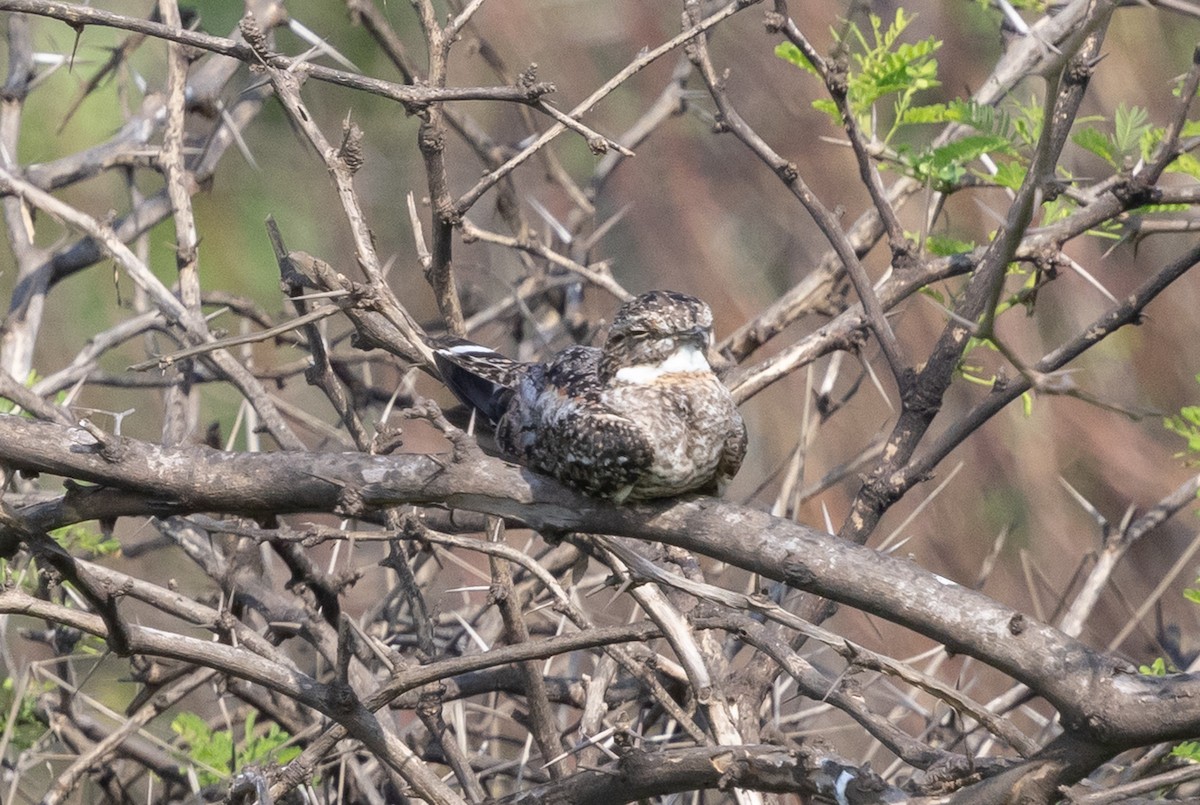 Lesser Nighthawk - ML639089653