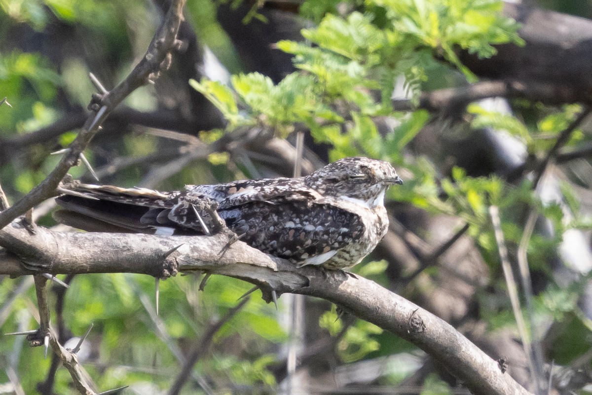 Lesser Nighthawk - ML639089655