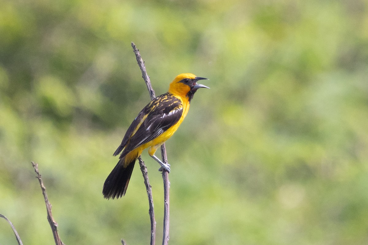 Streak-backed Oriole - ML639089657