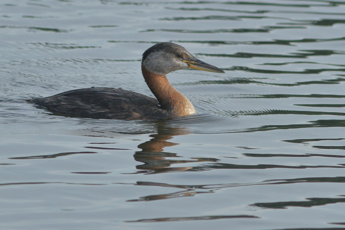 Red-necked Grebe - ML639089662