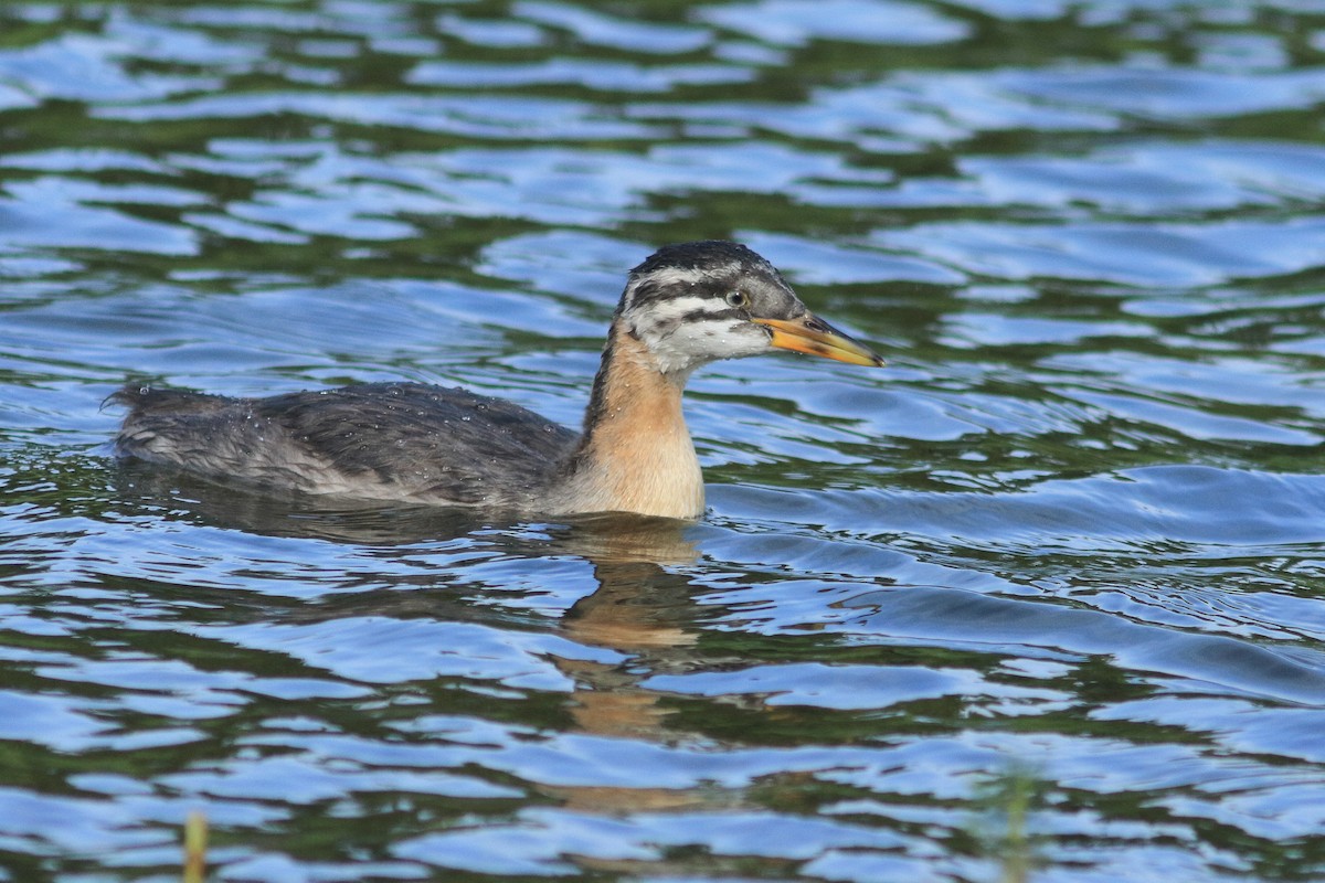 Red-necked Grebe - ML639089663