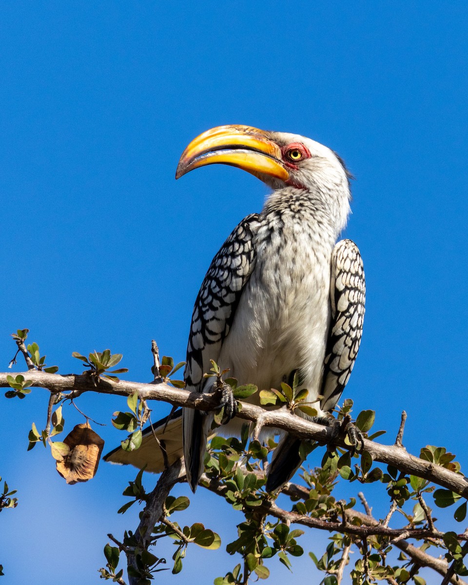 Toco Piquigualdo Sureño - ML639089684