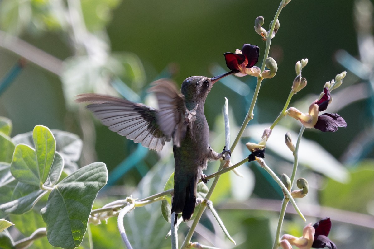 Turquoise-crowned Hummingbird - ML639089767