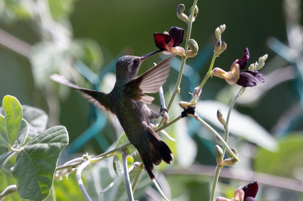 Turquoise-crowned Hummingbird - ML639089768