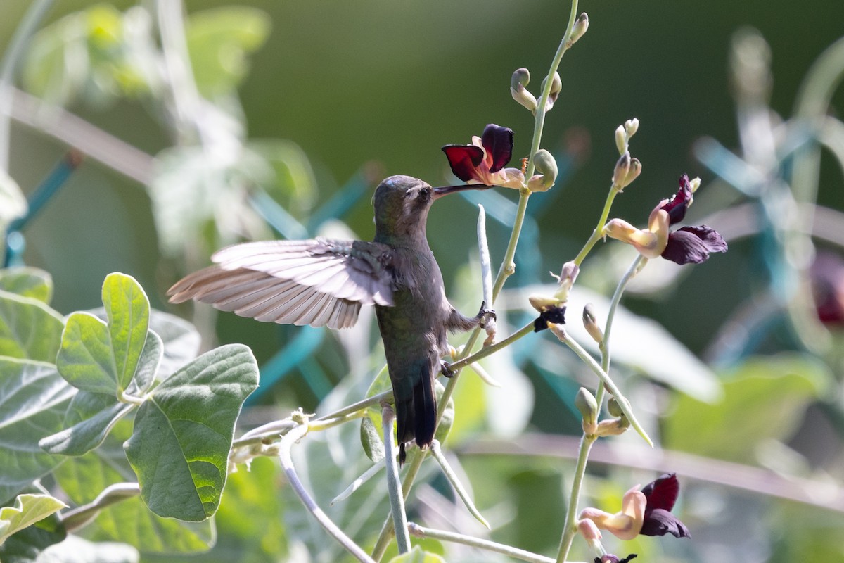 Turquoise-crowned Hummingbird - ML639089770