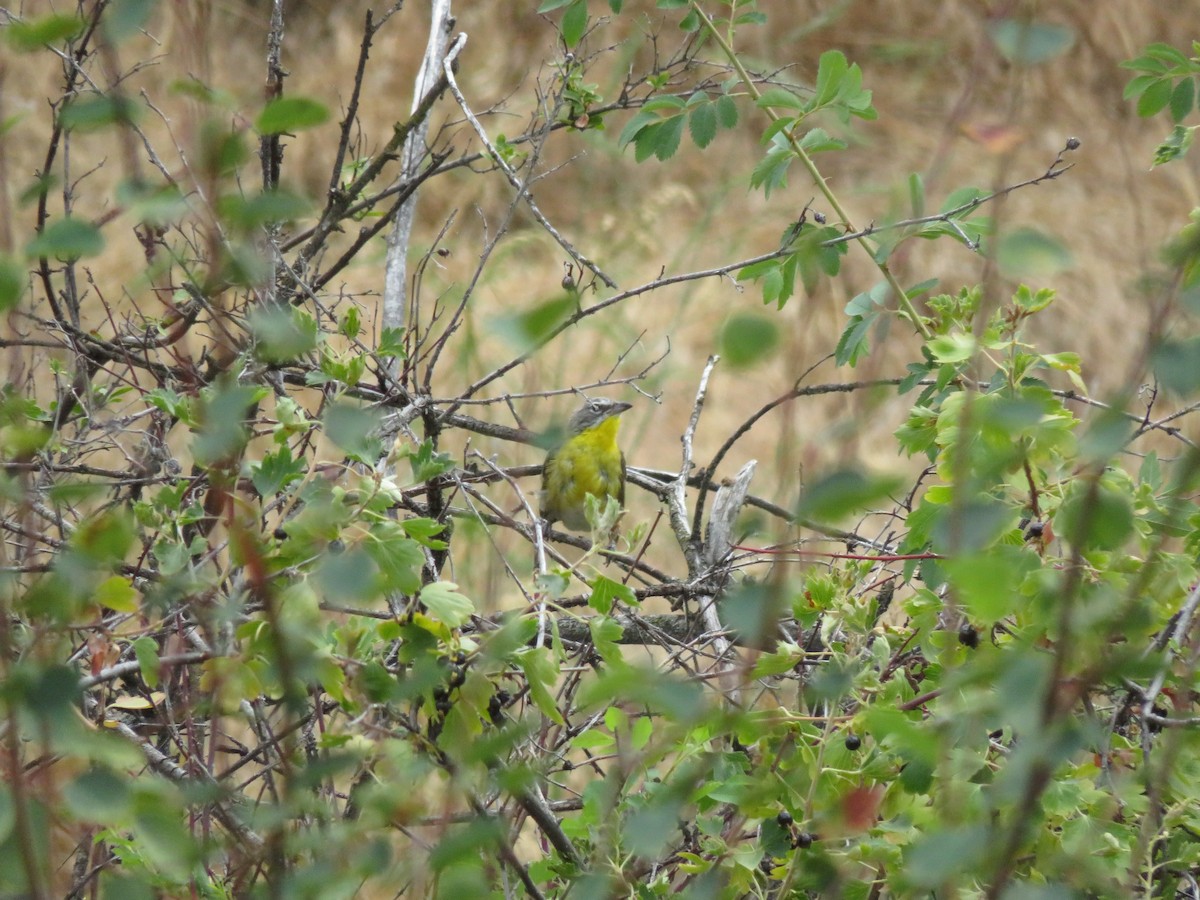 Yellow-breasted Chat - ML639089775