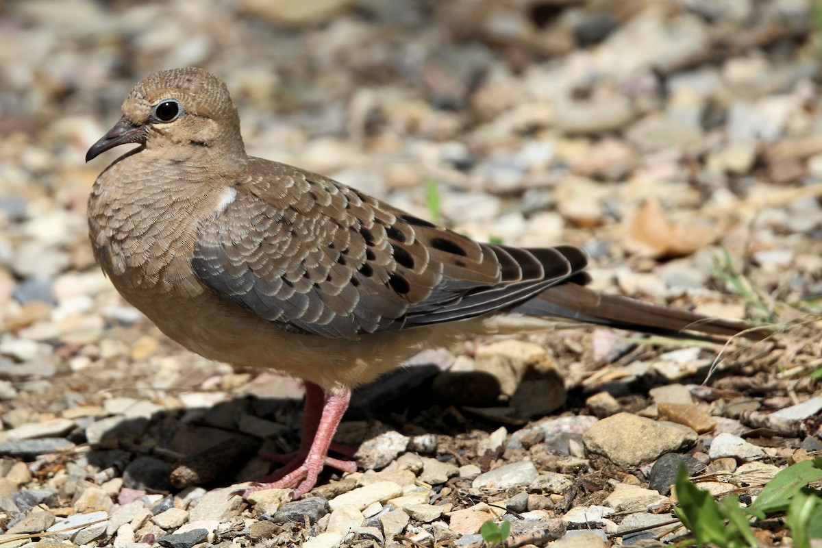 Mourning Dove - ML639089792