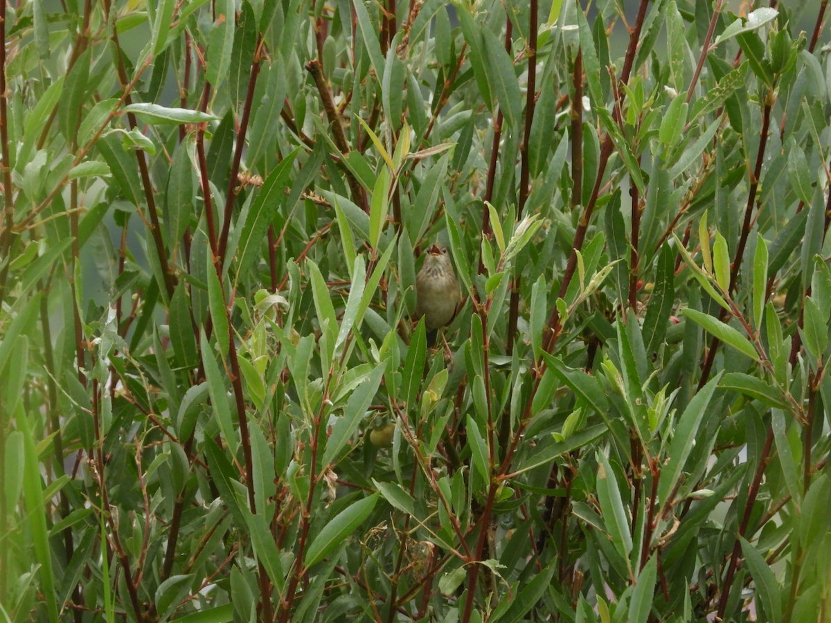Long-billed Bush Warbler - ML639089816