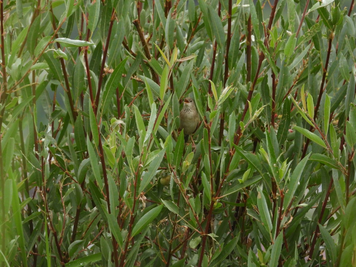 Long-billed Bush Warbler - ML639089817